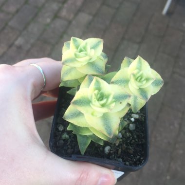 Crassula Perforata Variegata