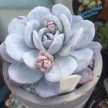 Echeveria laui