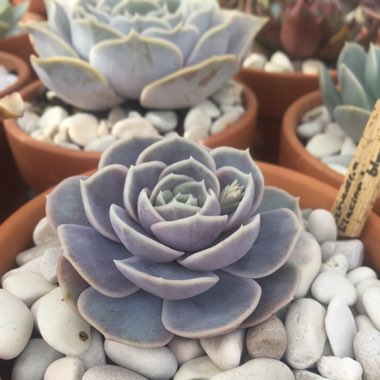 Echeveria Blue Surprise