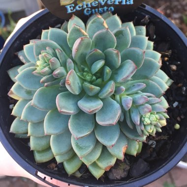 Echeveria Gusto