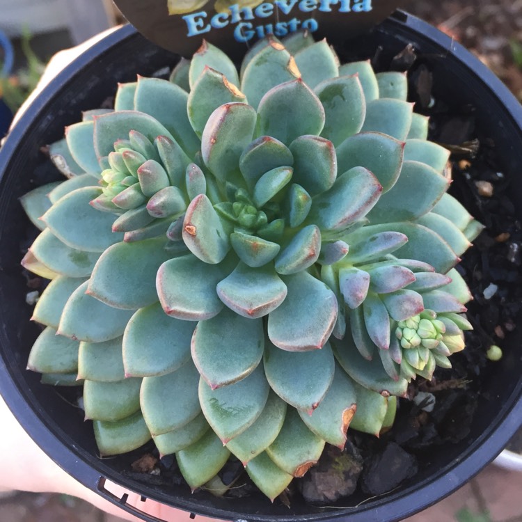 Plant image Echeveria Gusto