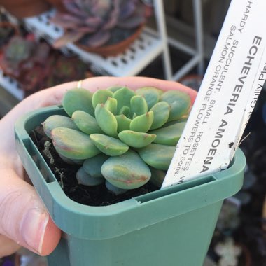 Echeveria Amoena