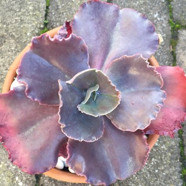 Echeveria Bittersweet