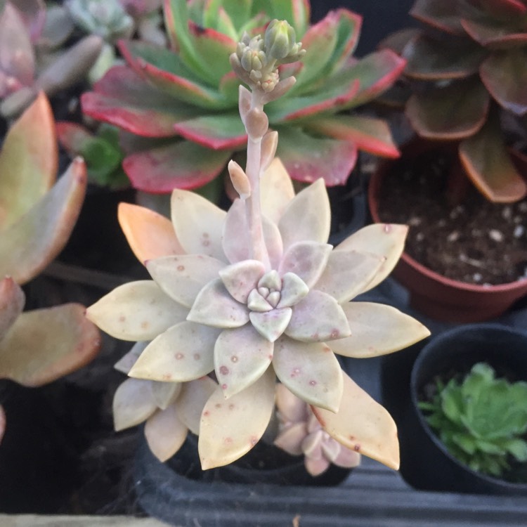 Plant image Graptopetalum Paraguayense subsp. Bernalense