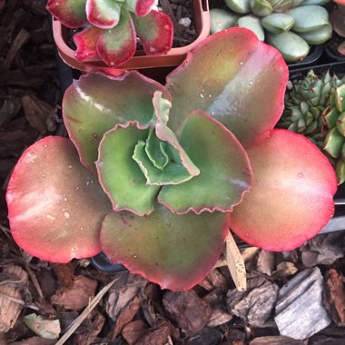 Echeveria Alta May