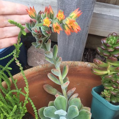 Echeveria Pulvinata var. Frigida