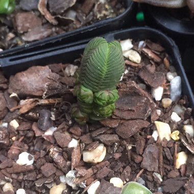 Crassula quadrangularis syn. Crassula pyramidalis