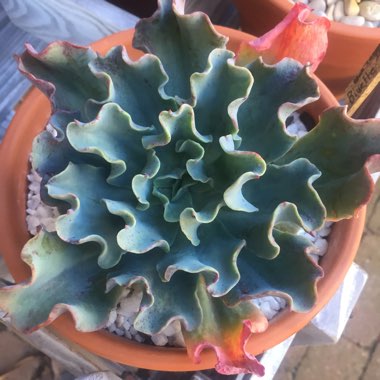 Echeveria Blue Lagoon