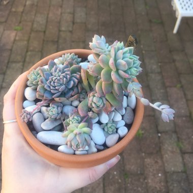 Echeveria Prolifica