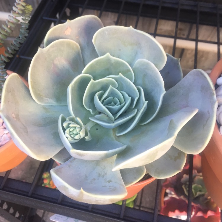 Plant image Echeveria Pollux