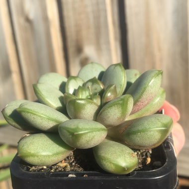 xGraptoveria Amethorum