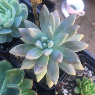 Pachyphytum kimnachii