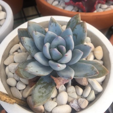 x Pachyveria Powder Puff