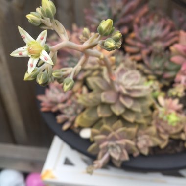 Graptopetalum Paraguayense subsp. Bernalense