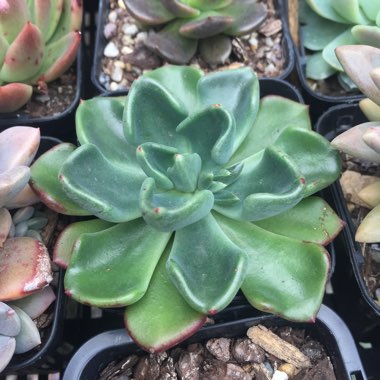 Echeveria Setosa var. Oteroi