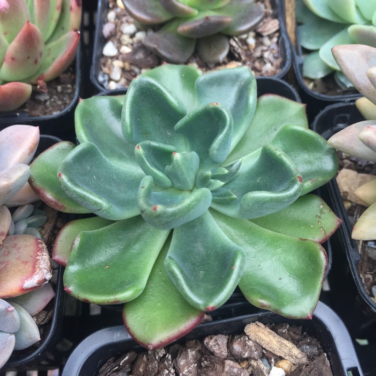 Plant image Echeveria Setosa var. Oteroi