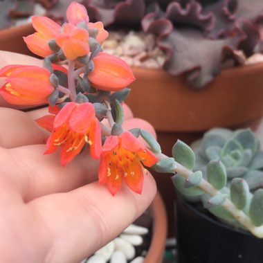 Echeveria Carnicolour