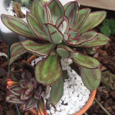 Echeveria Nodulosa