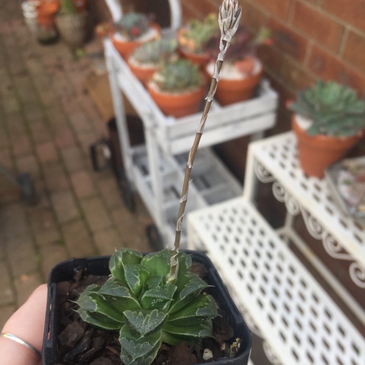 Plant image Haworthia Zhishou