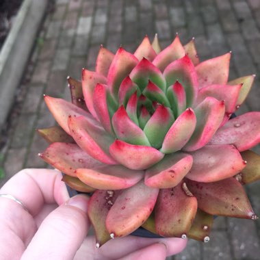 Echeveria Agavoides Frank Reinelt