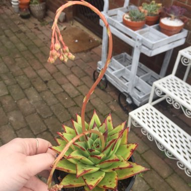 Echeveria Agavoides Red Edge