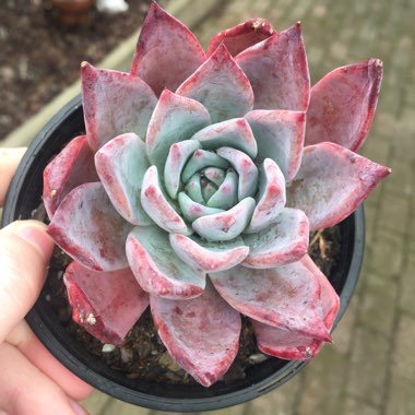 Echeveria Colorata fa. Brandtii