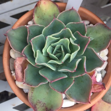 Echeveria Rainbow Sunset