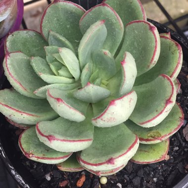 Echeveria Bella Rouge