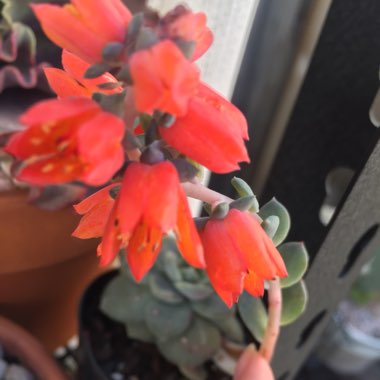 Echeveria Carnicolour