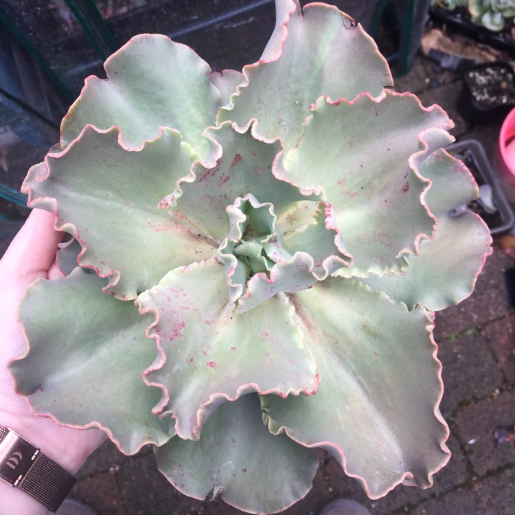 Plant image Echeveria Curls