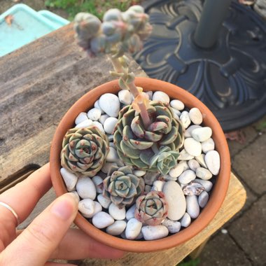 xGraptoveria Margarete Reppin