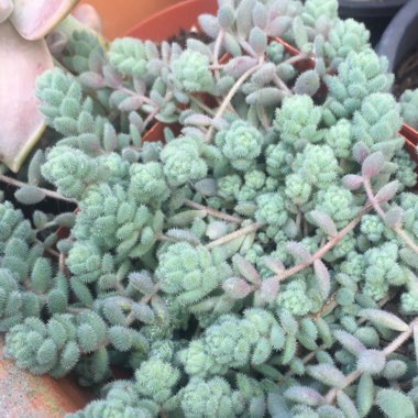 Sedum Dasyphyllum