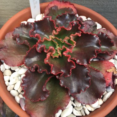 Echeveria Katella IV