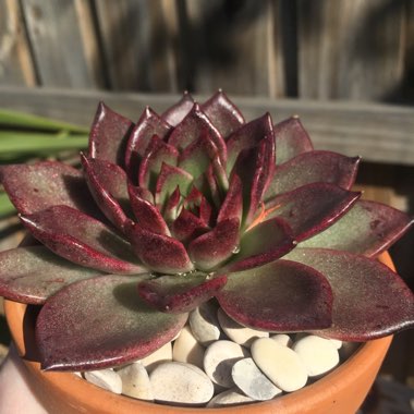 Echeveria Agavoides Blood Maria