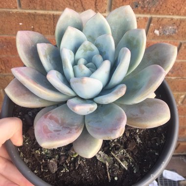 xGraptoveria Opalina