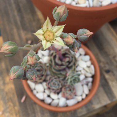 xGraptoveria Margarete Reppin