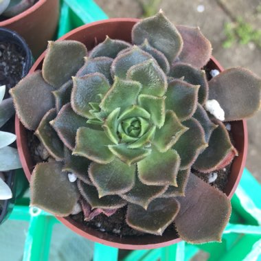 Echeveria Brown Rose