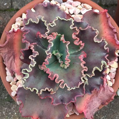 Echeveria Tutti Frutti