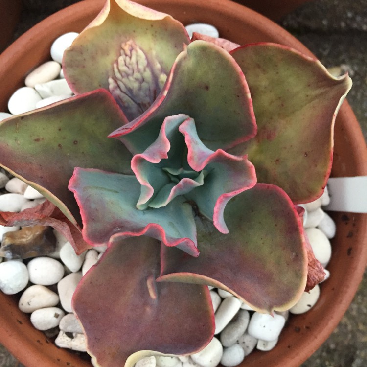 Plant image Echeveria Barbillion