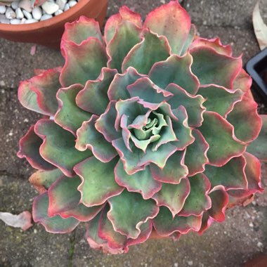 Echeveria Lazarus