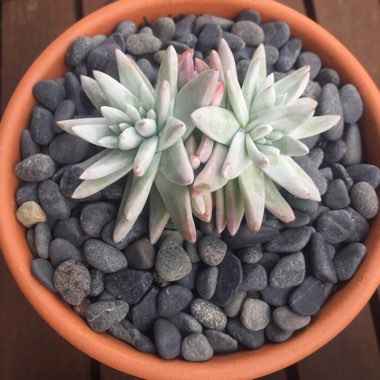 Dudleya gnoma 'White Sprite'