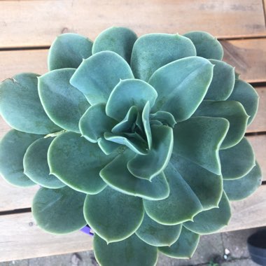 Echeveria Bladerunner