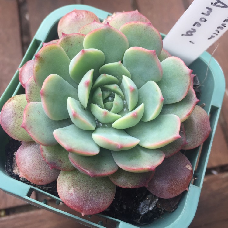 Plant image Echeveria Amoena