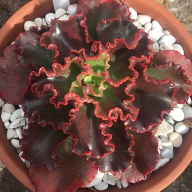 Echeveria Katella IV