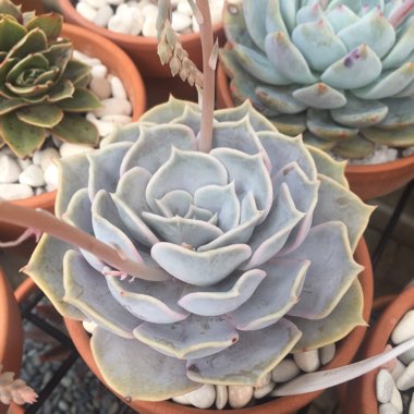 Echeveria Lilacina