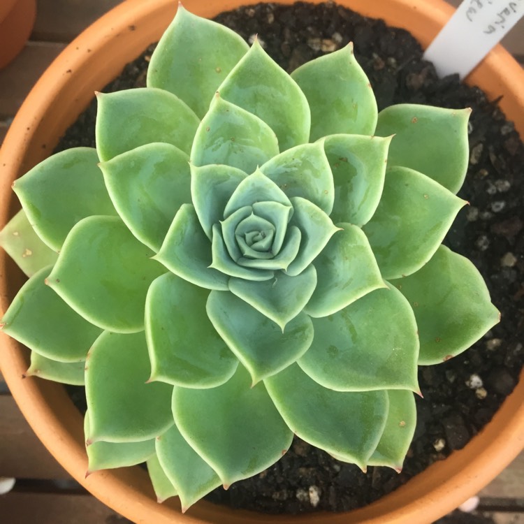 Plant image Echeveria Coolvue