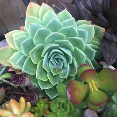 Echeveria Coolvue