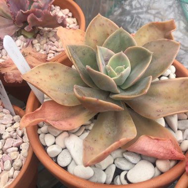 xGraptoveria David Cumming