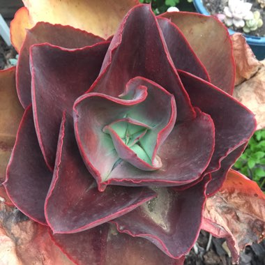 Echeveria Big Red