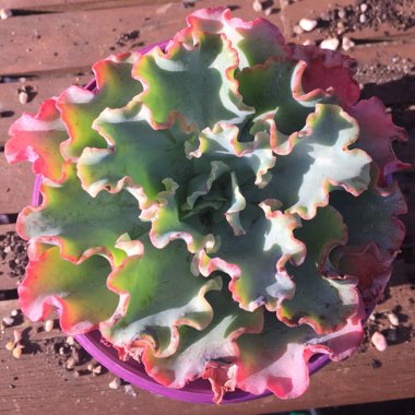 Echeveria Blue Butterfly